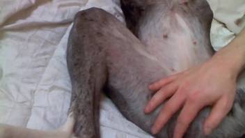 Guy expanding a beast's vagina using his penis