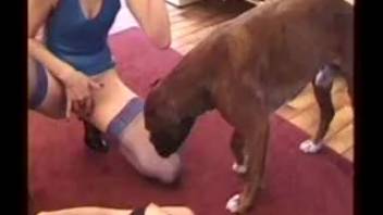 Intense pounding session featuring a duo of fishnet-clad animal vixens