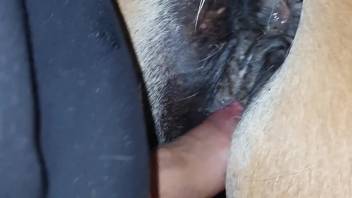 Steed's fiery cunt ravaged wildly by a hung stallion