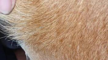 Canine’s snug vagina being hammered intensely hard