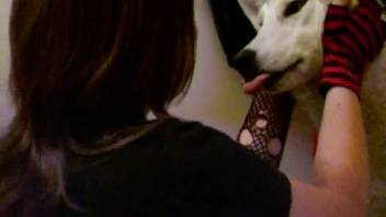 Siberian Husky intimately engaging with its alternative-styled owner