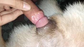 Hot zoophile dick penetrating a delicious dog cunt