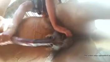 Naughty woman toys with the horse's huge cock on webcam