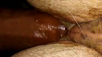 Guy's dark dick is about to wreck a snug female horse's hole
