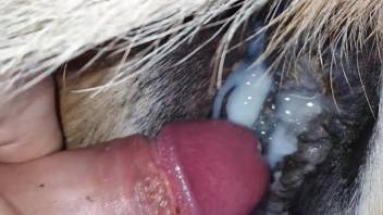 Explicit naked close-up adult video of a guy and a horse in intimate acts