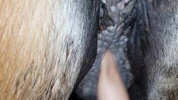 Aroused lady fingers the steed's heated pussy