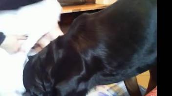 Ginger-haired babe with a sweet booty in authentic amateur bestiality clips