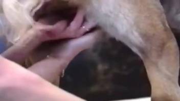 Aroused female blows on the dog's dick and prepares for sex