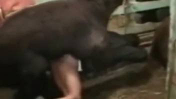 Horny lady senses the stud pounding her cunt roughly