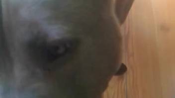 First-person view blowjob scene with an extremely aroused pup in high definition