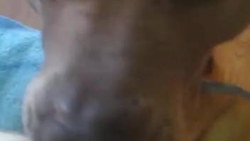 Canine tongues guy's anus and arouses him nicely