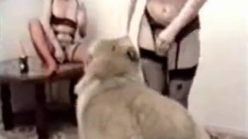 Older woman in ebony undergarments, intense webcam intercourse with a canine