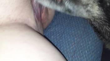 Excited chick enjoys the dog tonguing her vagina and rear\n\n