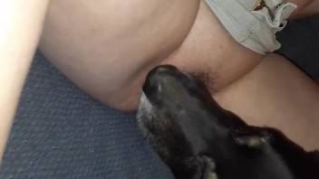 Trimmed pussy babe getting licked by a dirty dog