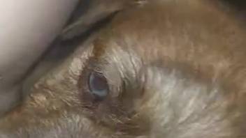 Aroused lady permits the canine to tongue her groomed pussy