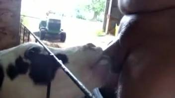 Chubby guy relishing a delightful oral pleasure from an alluring cow