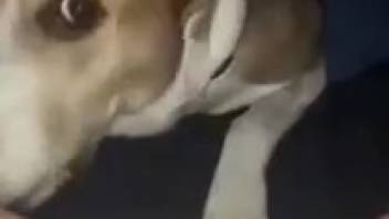 Horny guy craves to deeply penetrate the dog and gulp down its cum
