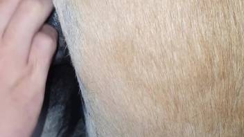 Guy fingers mare's pussy before screwing the beast