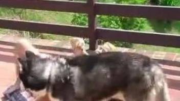Blonde sucking this husky's cock outdoors, on all fours