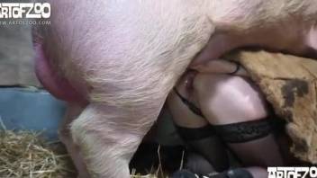Big pig hardly cums in my wife's shaved pussy