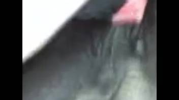 Mare's vagina overpowered by a furious erection in point-of-view