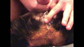 Naked guy wildly fucks his fluffy canine and cums inside