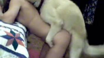 Blonde with torn pants gets screwed by a white dog