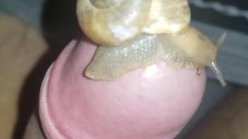 Thrill-seeking zoophile dude fucks a snail in POV