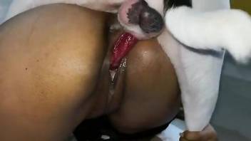 Latina with nice ass and small tits, crazy webcam dog sex