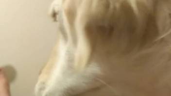 Canine tongues guy's cock, sparking his extreme ecstasy