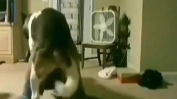 Exquisite homemaker with a steamy pussy ravaged by a pooch