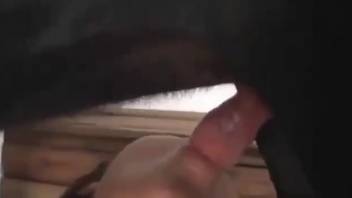 Sexy newbie being pounded by a dark mongrel