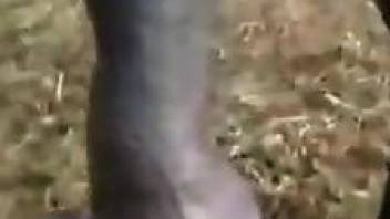 Closeup when a woman grants the horse's cock for dirty perversions