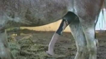 Aroused guy films stallion's astonishing dick up close