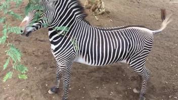 Zebra's cock makes horny zoo porn lover wanna fuck