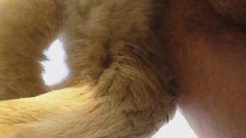 Guy rams a fluffy canine butt like a wild bull and ejaculates within