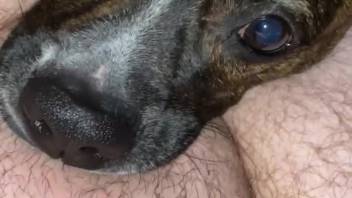 Canine tongues master's penis in messy ways and is recorded on camera