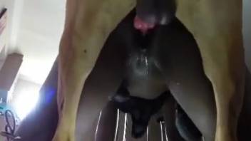Horny woman inserts a lengthy canine dick into her vagina