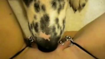 Dalmatian munching on a very juicy pussy up close