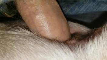 Horny guy sticks his erect cock into a furry animal for sexual purposes