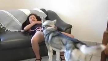 Husky licking this Asian brunette's beautiful pussy