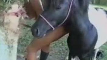 Black zoophile and sexy stallion are fucking hard in doggy pose