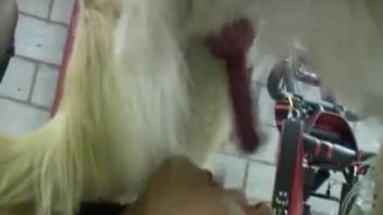 Blond and dark-haired ladies divide hairy dog cock lengths roughly