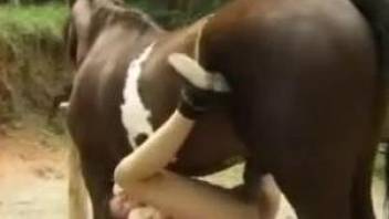 Collared brunette getting banged by a massive cock horse