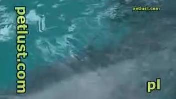 Guy strokes a dolphin's tasty erection underwater