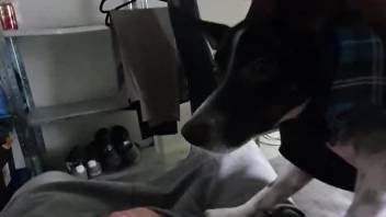 POV porn movie showing a dog that licks hot dick