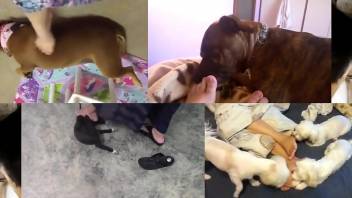 Foot fetishist dog featured in a hot compilation video