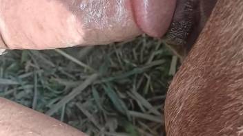 Mare enjoying a veiny human cock inside and it is HOT