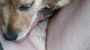Guy's dick is being licked by a lustful beast