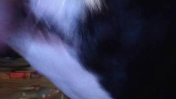 Guy masturbates his cock and flaunts it in front of a dog